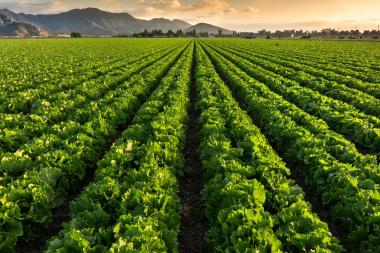 Crops grow on fertile agricultural farm land
