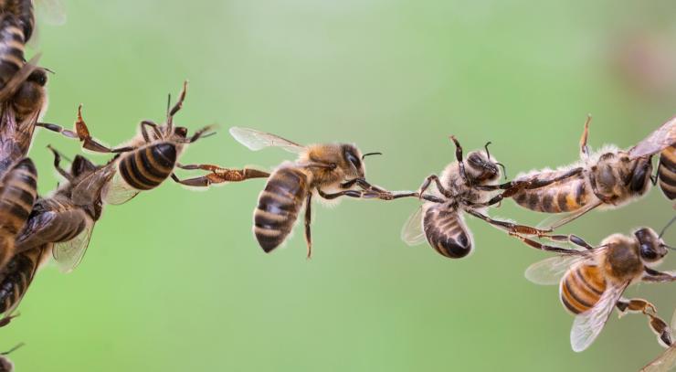 u-blox's module to monitor bees u-blox's module to monitor bees