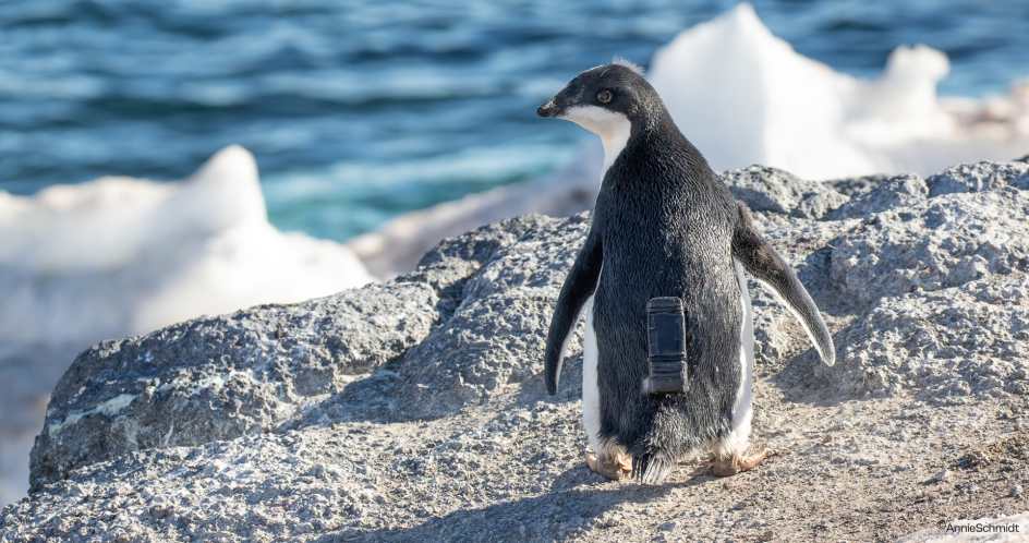 AdeliePenguin